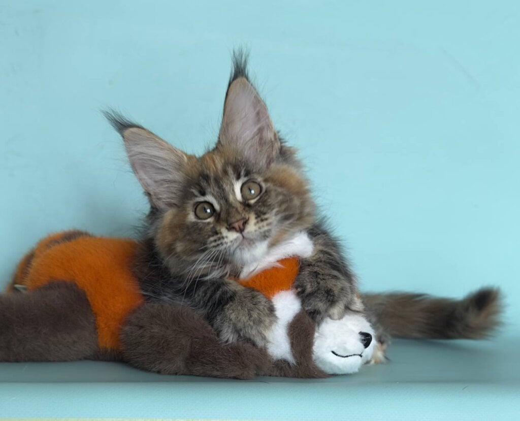 Hassara Maine Coon Female (Available) $2700