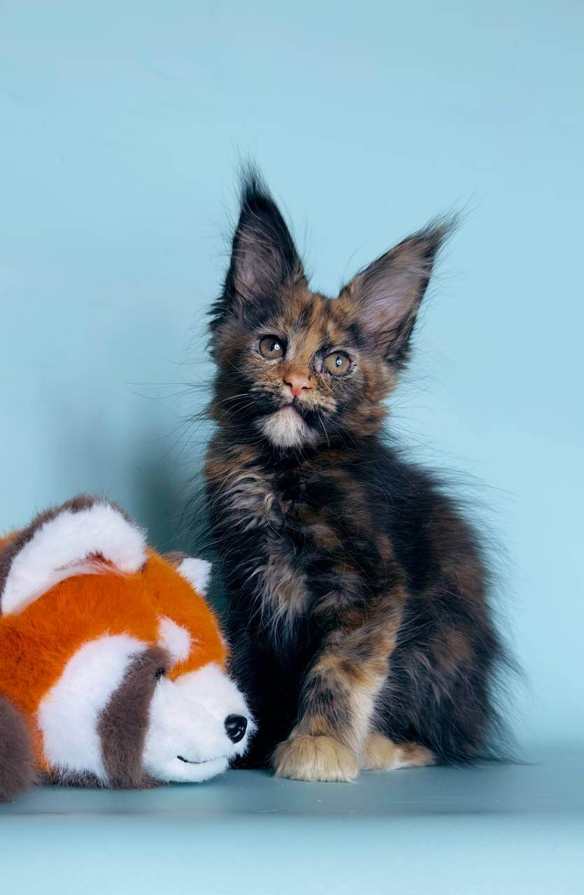 Hmara Mainr Coon Female (Available) $2650