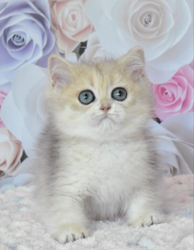 Oliviya British Shorthair Female (Available) $2800