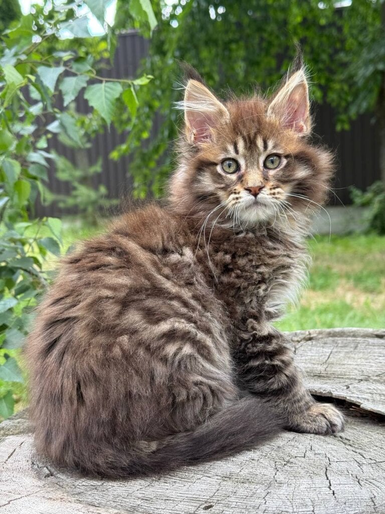 Tor Maine Coon  Male (Available) $3000