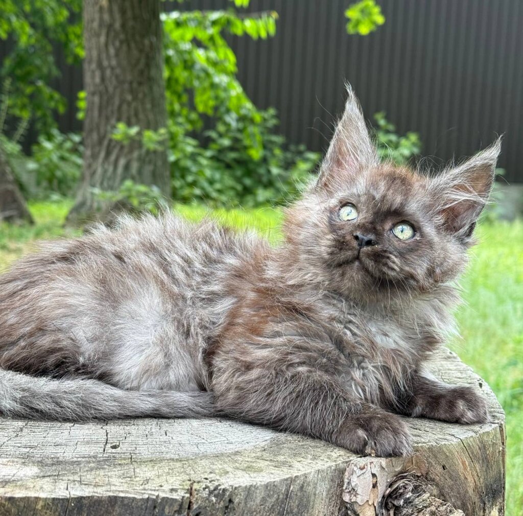 Gor Maine Coon  Male (Available) $3000