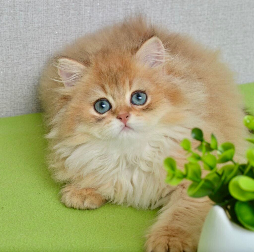 Cindy British Longhair Female (Available) $2750