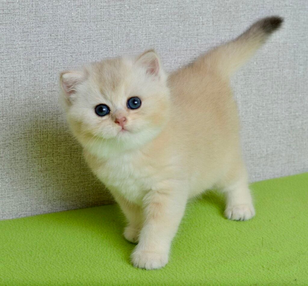 Florence British Shorthair Female (Available) $2700