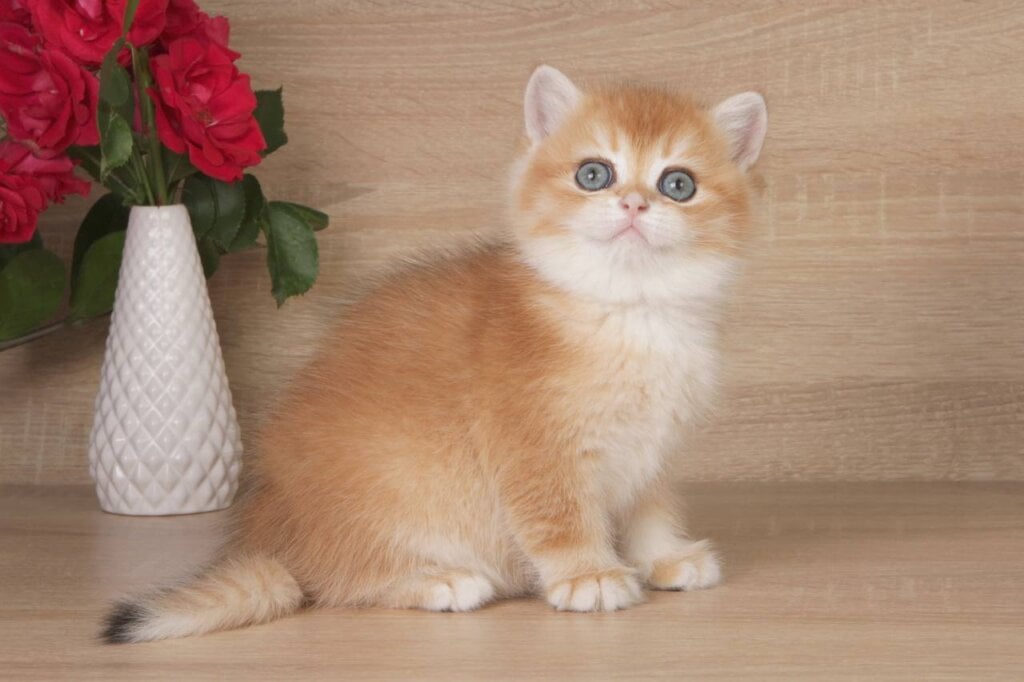 Kelia British Shorthair Female (Available) $2700