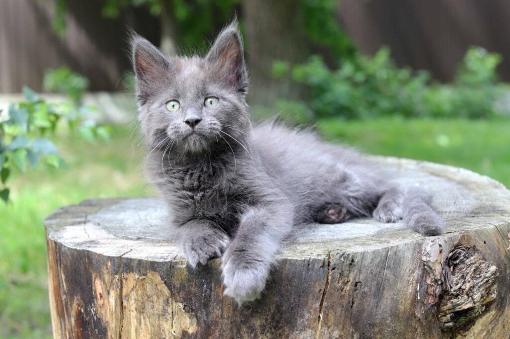 Tommi Maine Coon Male (Available) $3100