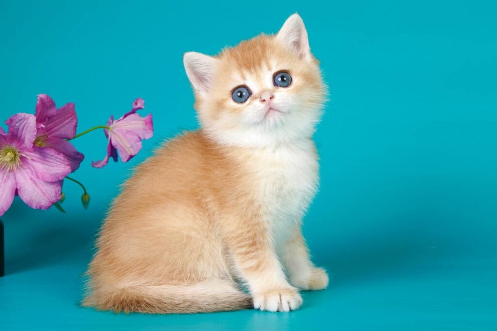 Kiala British Shorthair Female (Available) $2700