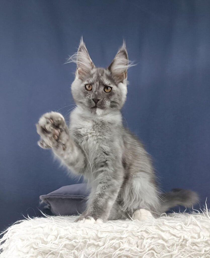 Zoltana Maine Coon Female (Available) $2850