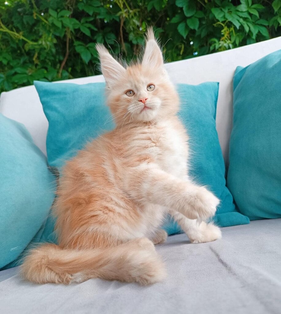 Citrus Maine Coon Male (Available) $2950