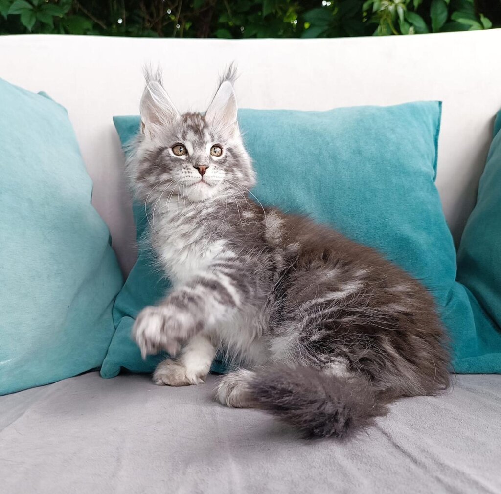 Dobrolyub Maine Coon Male (Available) $3150
