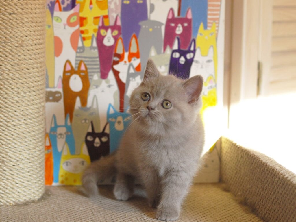 Jewel British Shorthair Female (Available) $2800