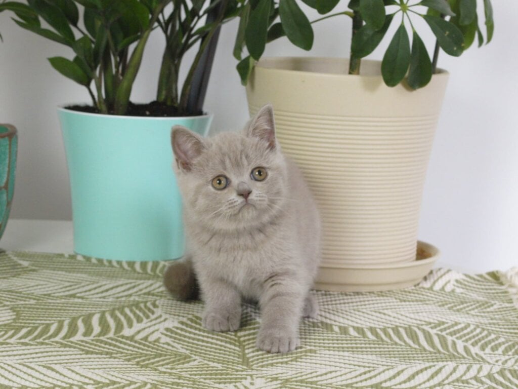 Jolee British Shorthair Female (Available) $2800