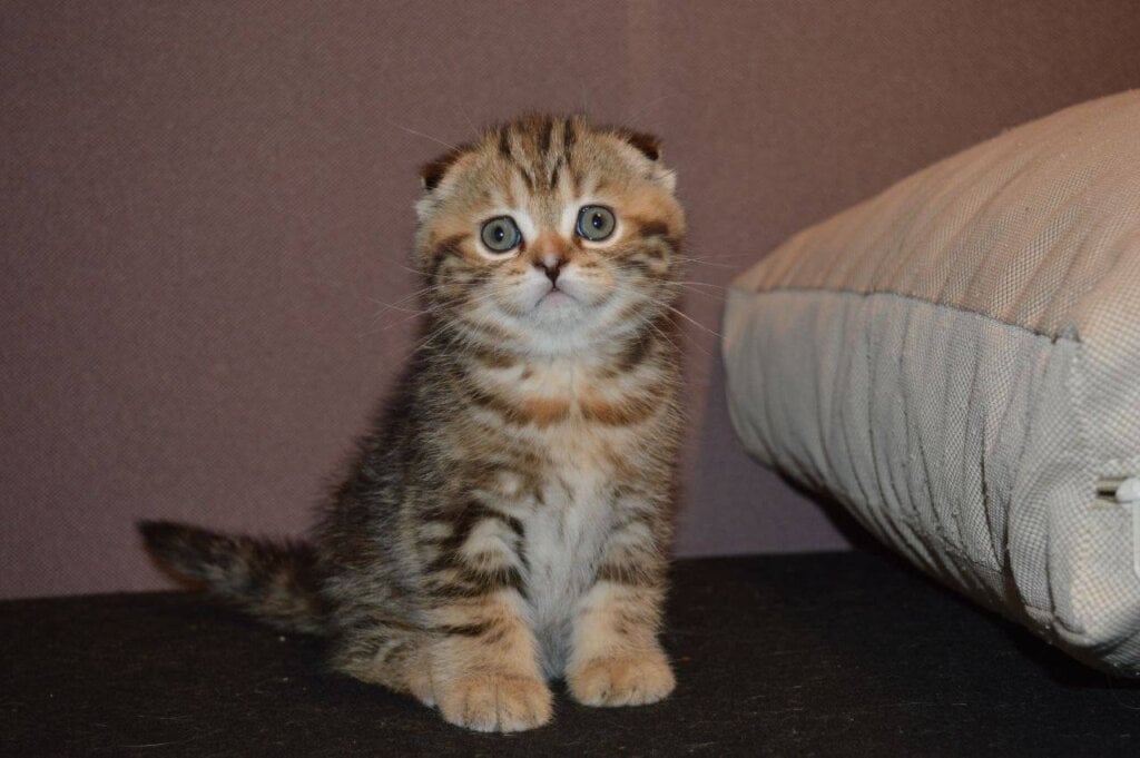 Gilza Scottish Fold Female (Available) $2500