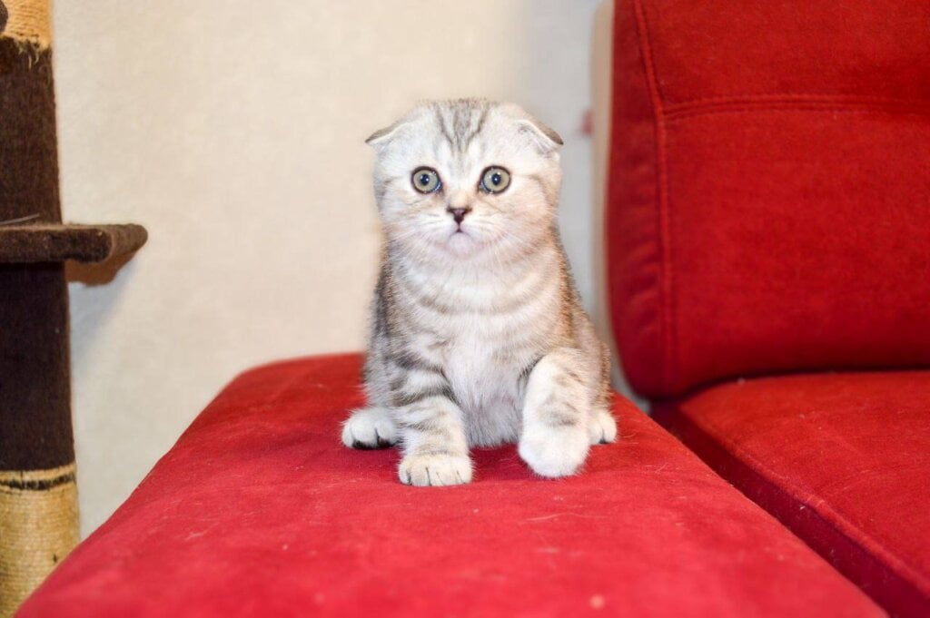Gucci Scottish Fold Male (Available) $2500