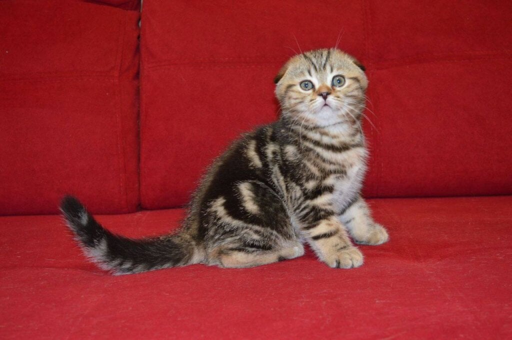 Goodwin Scottish Fold Male (Available) $2550