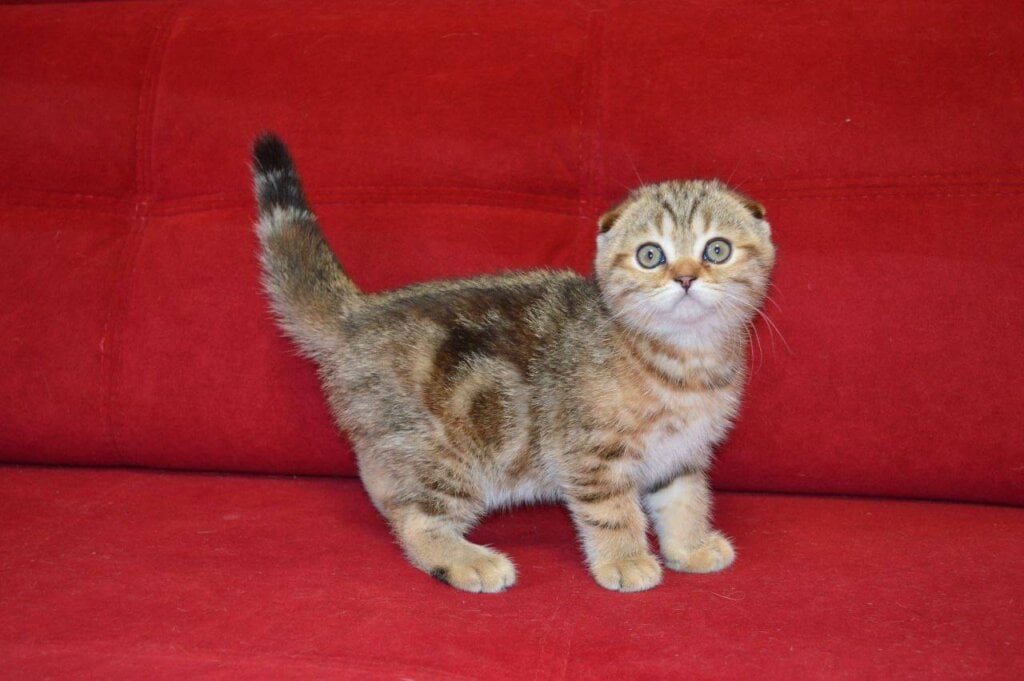 Germiona Scottish Fold  Female (Available) $2700