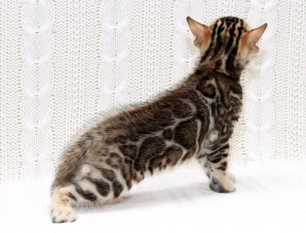 Krocus Bengal Male (Available) $3300