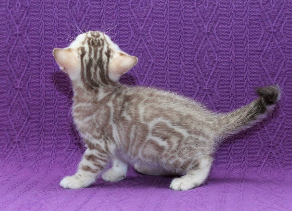 Kassandra Bengal  Female (Available) $3500