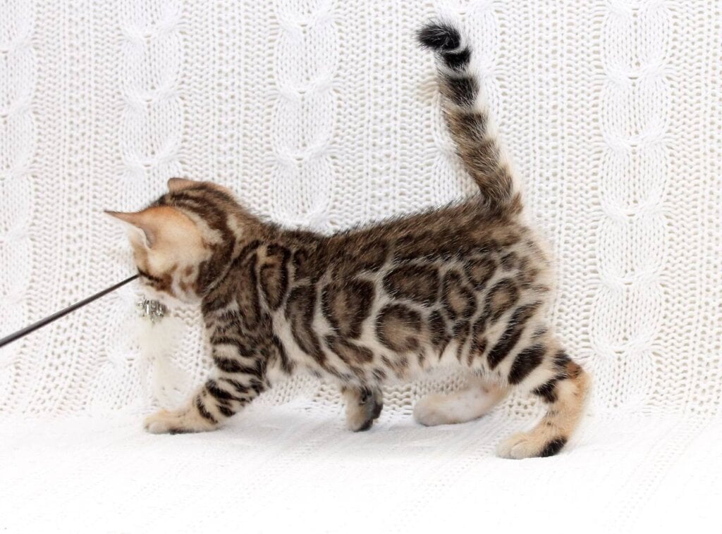 Kiss-Kiss Bengal Female (Available) $3300