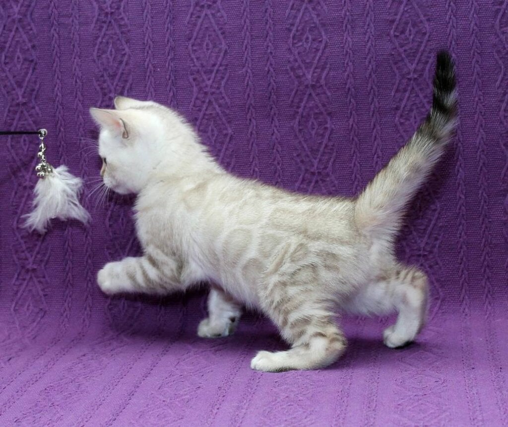 Jasmin Bengal Female (Available) $3300
