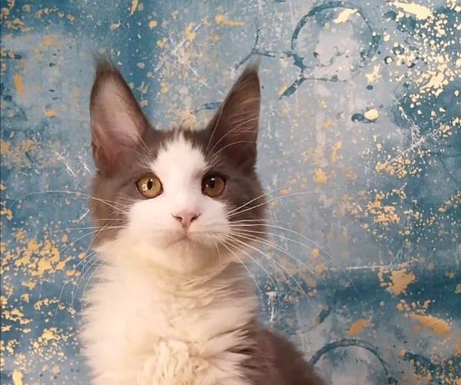 Yamaha Maine Coon Male (Available) $2850