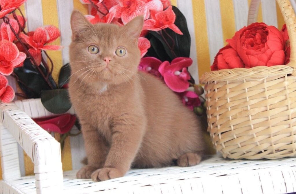 Marmelad British Shorthair Male (Available) $3200