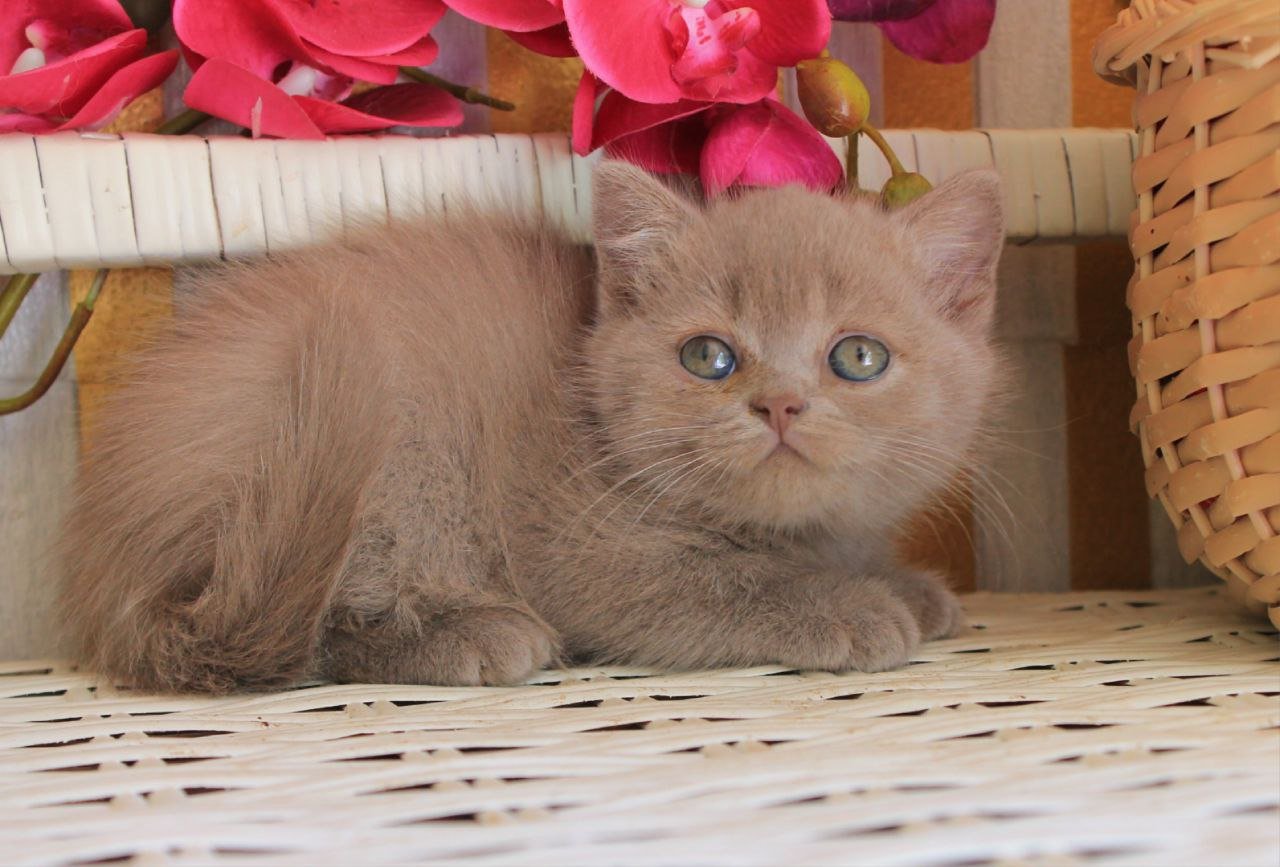 ChakChak British Shorthair Male (Available) $2700
