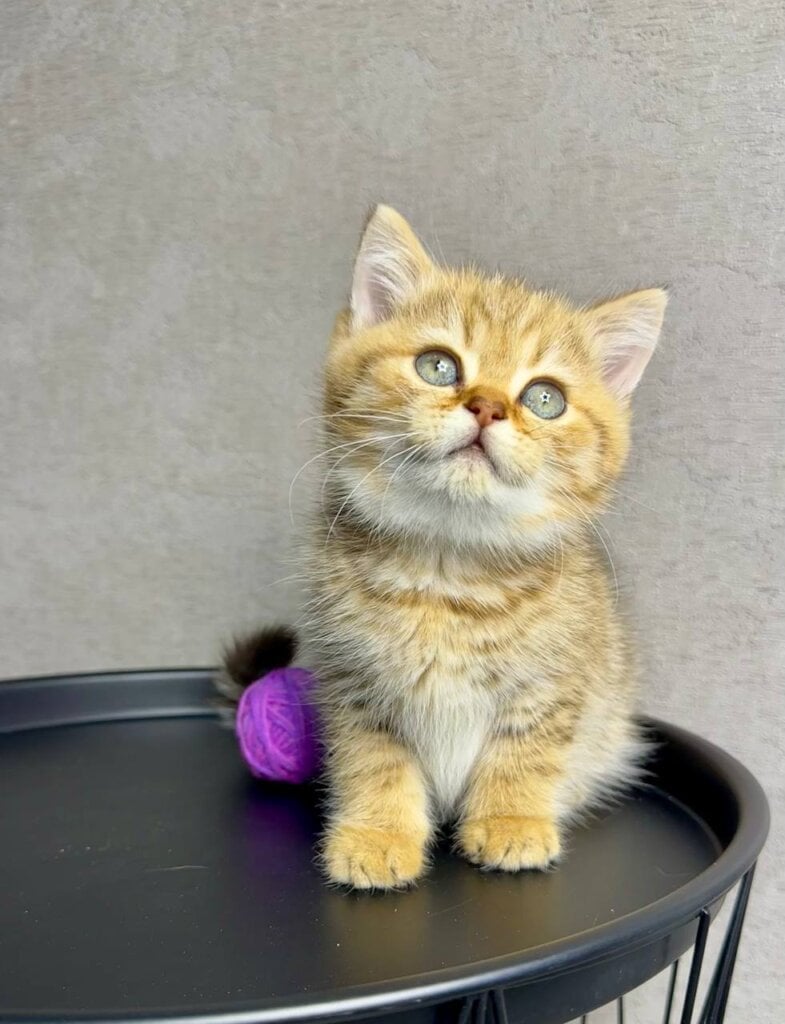 Storm British Shorthair Male (Available) $2750