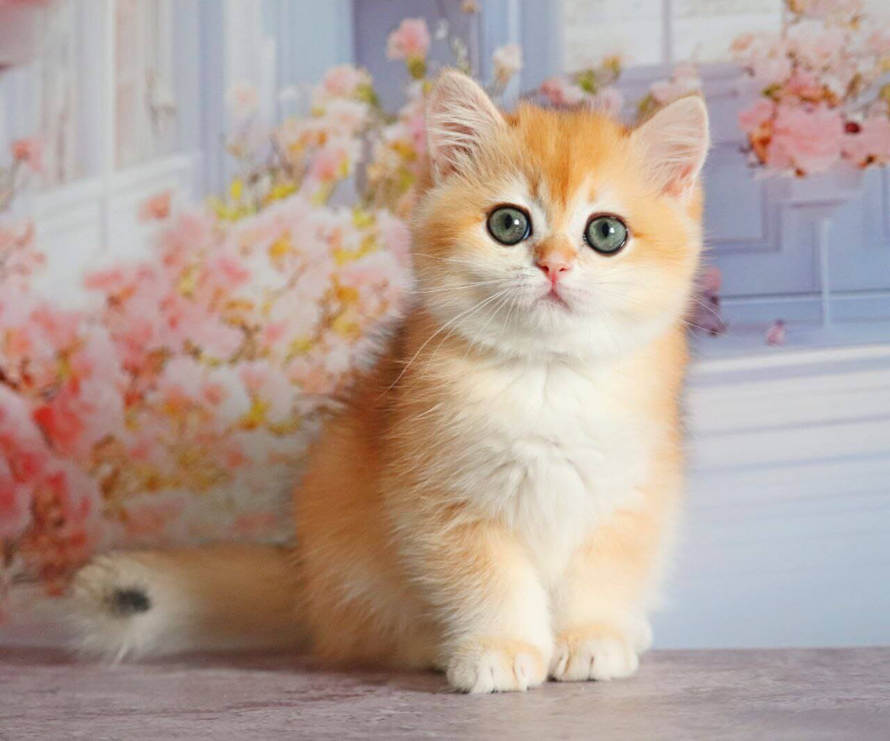 Olivia British Shorthair Female (Available) $2950