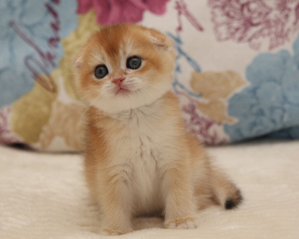 Viva Scottish Fold Female (Available) $2800