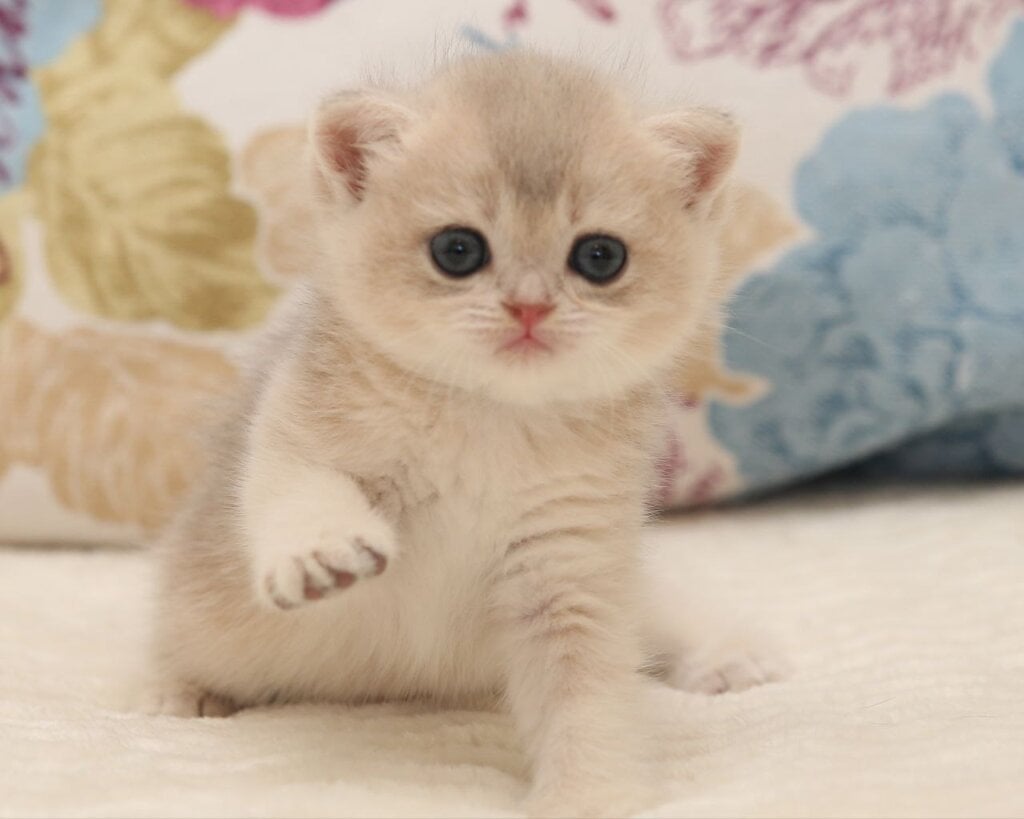 Vanessa Scottish Straight Female (Available) $2800