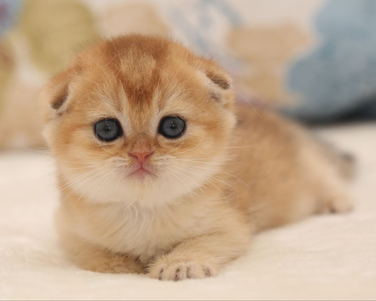 Valencia Scottish Fold Female (Available) $2800