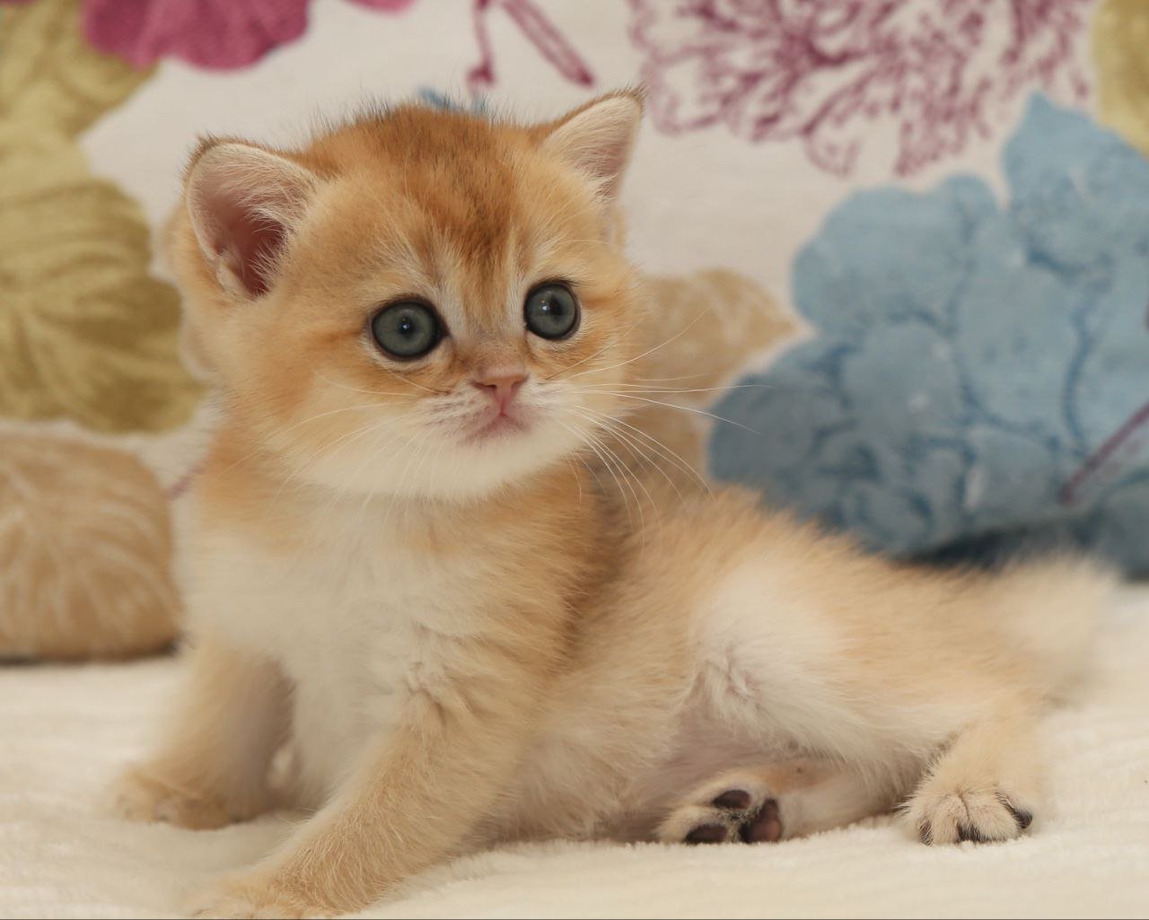 Vivian Scottish Straight Male (Available) $2700