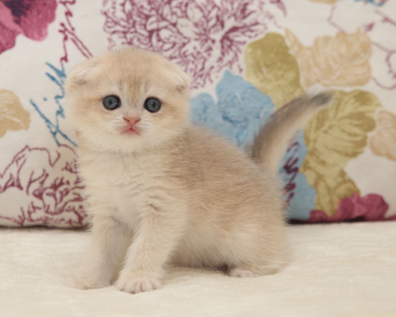 Vilen Scottish Fold Male (Available) $3000