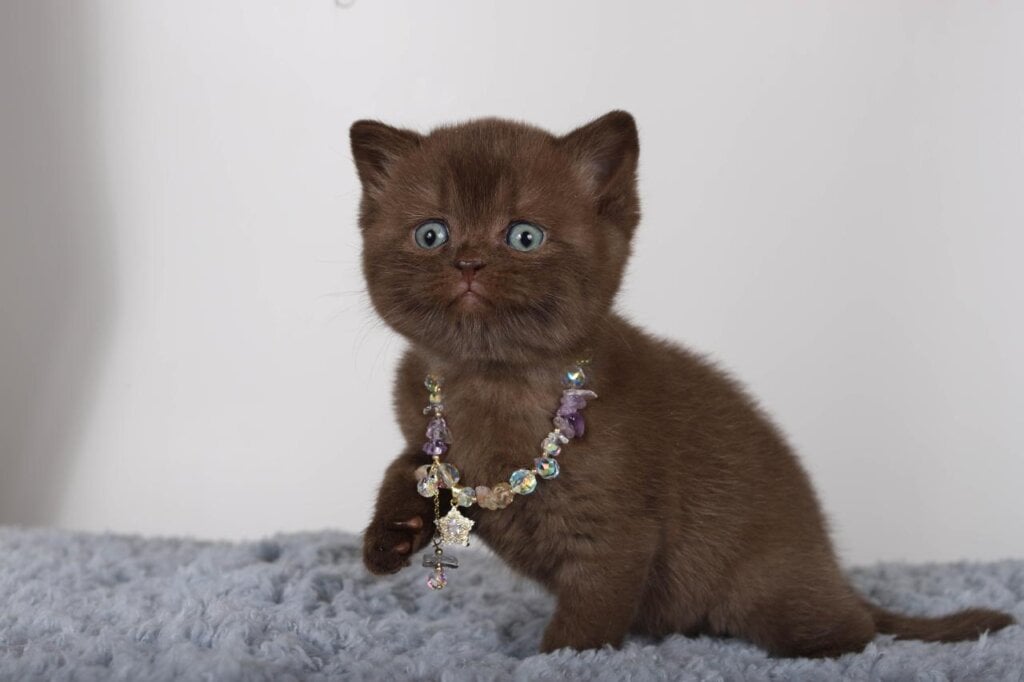 Shery British Shorthair Female (Available) $2750