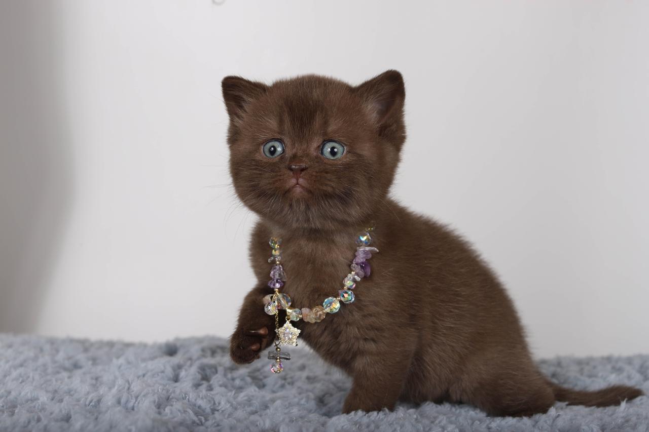 Shery British Shorthair Female (Available) $2750