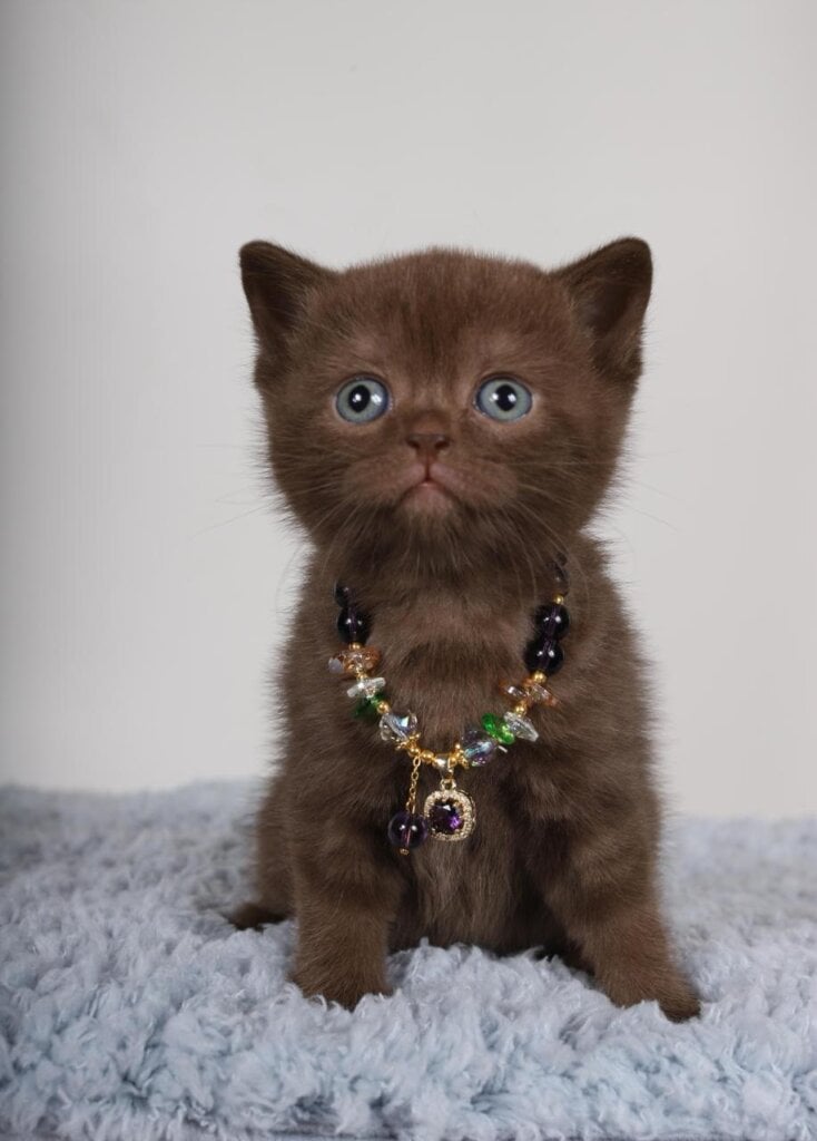 Shanell British Shorthair Female (Available) $2650