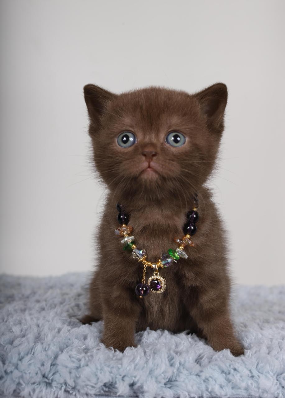 Shanell British Shorthair Female (Available) $2650