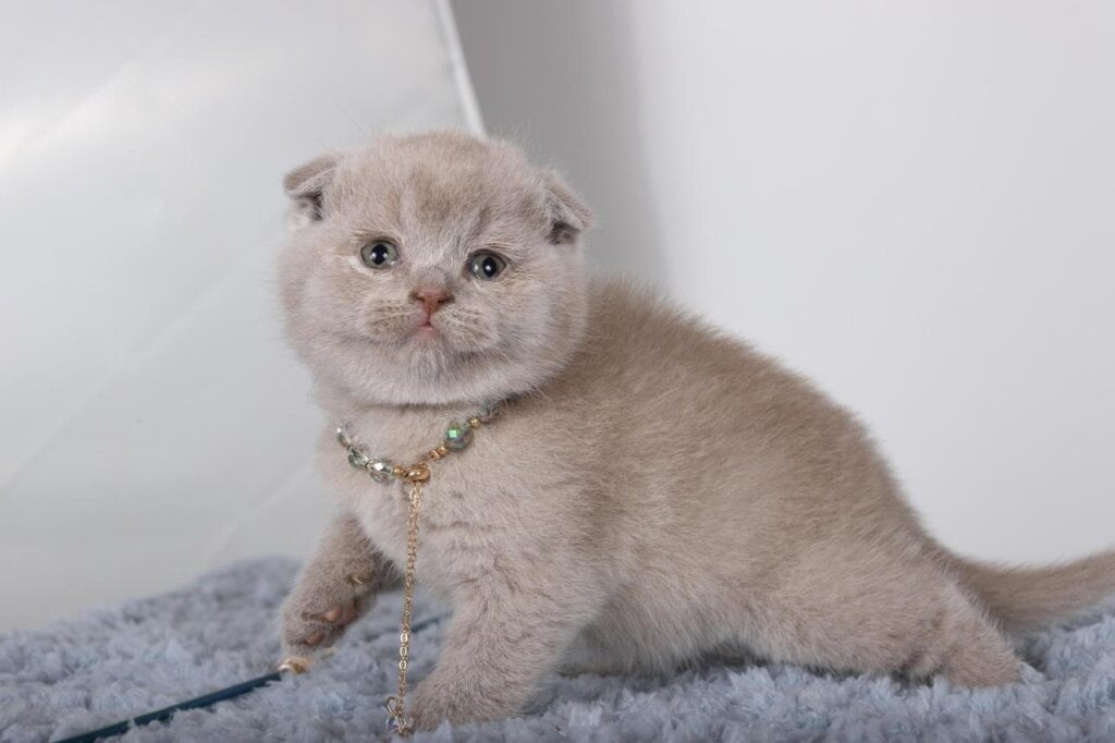 Samanta Scottish Fold Female (Available) $2500