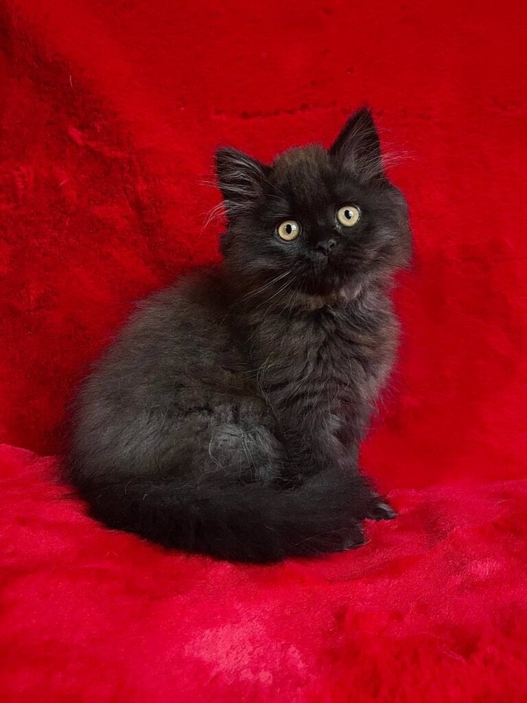 Zedan British Longhair Male (Available) $2800