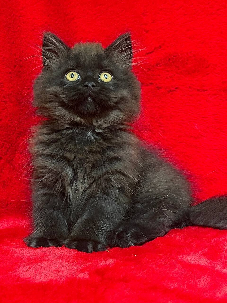 他の人はこちらも検索 (Available) Male Longhair British Zedan $2800 Champion | ダイニングテーブル