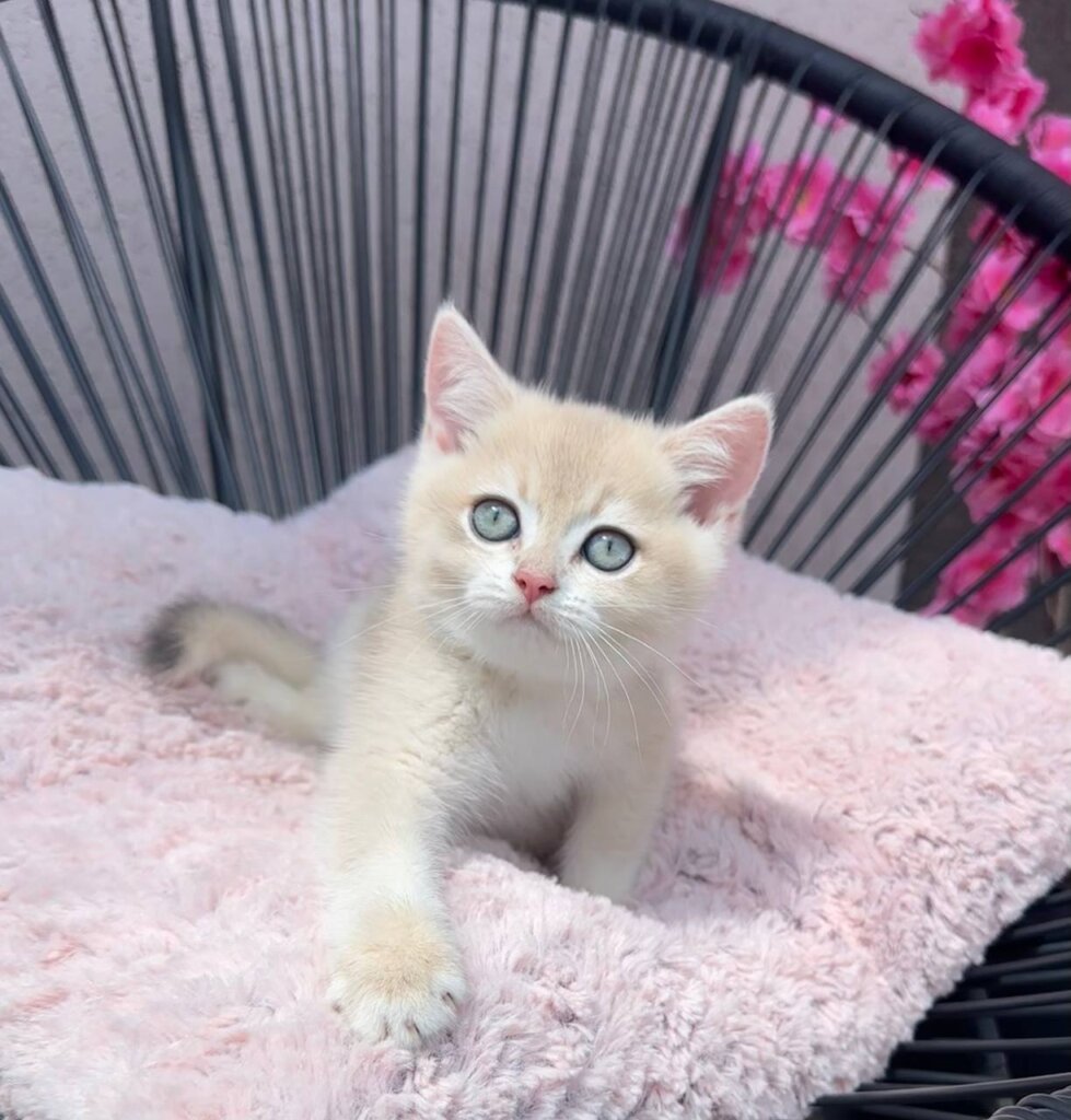 Pearl British Shorthair Female (Available) $2900