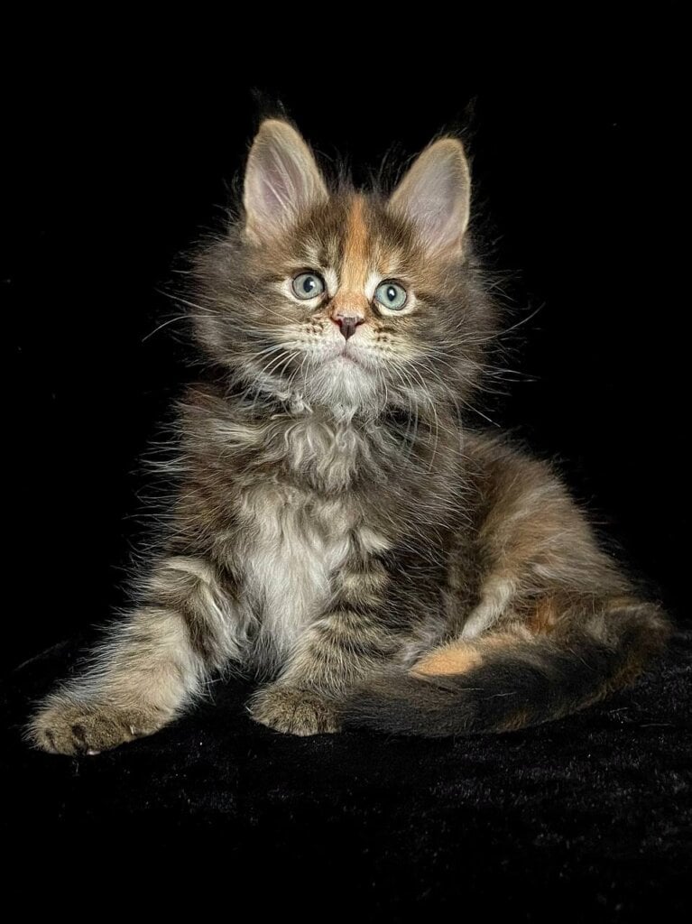 Elmira Maine Coon Female (Available) $3200