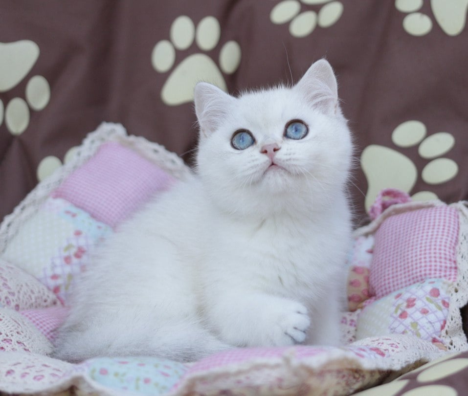 Zoe British Shorthair Female (Available) $2550