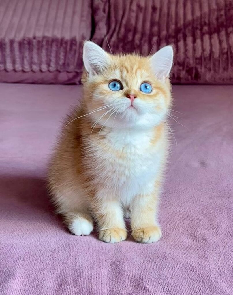 Rose British Shorthair Female (Available) $4700