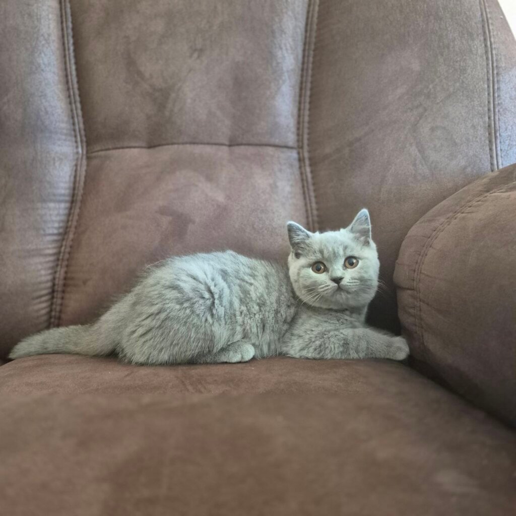 Hilary British Shorthair Female (Available) $2800