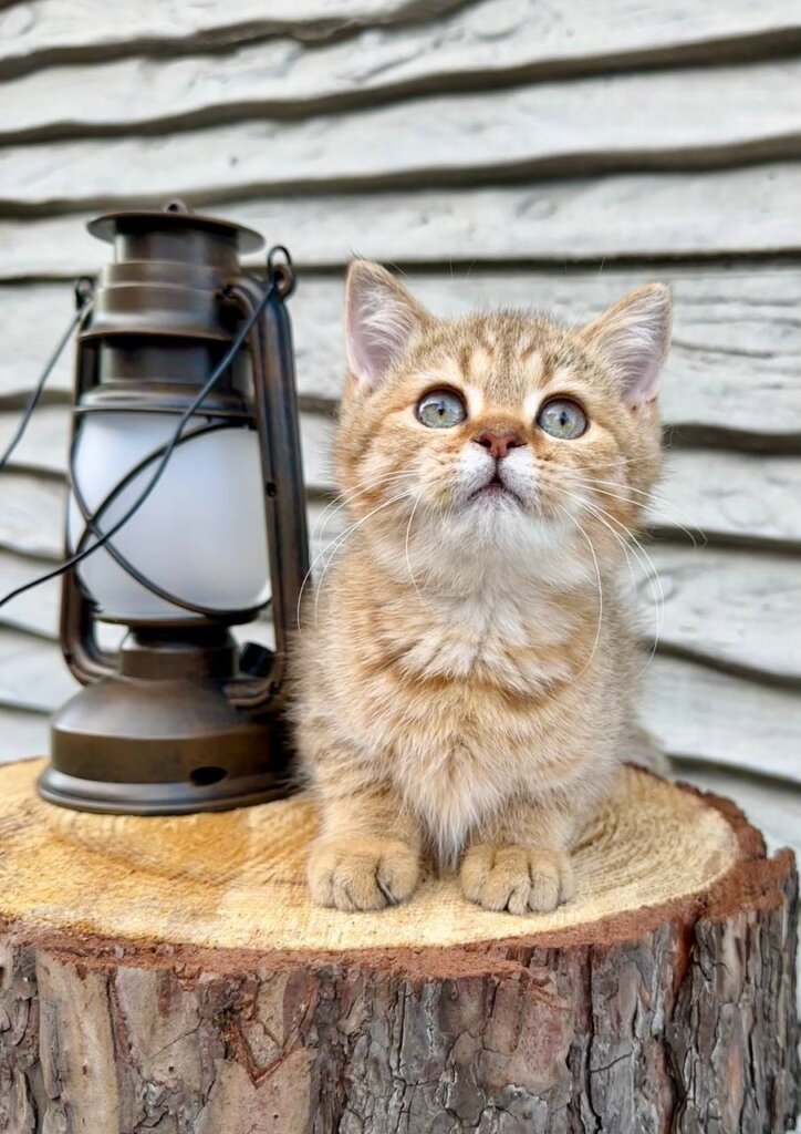 Storm British Shorthair Male (Available) $2550