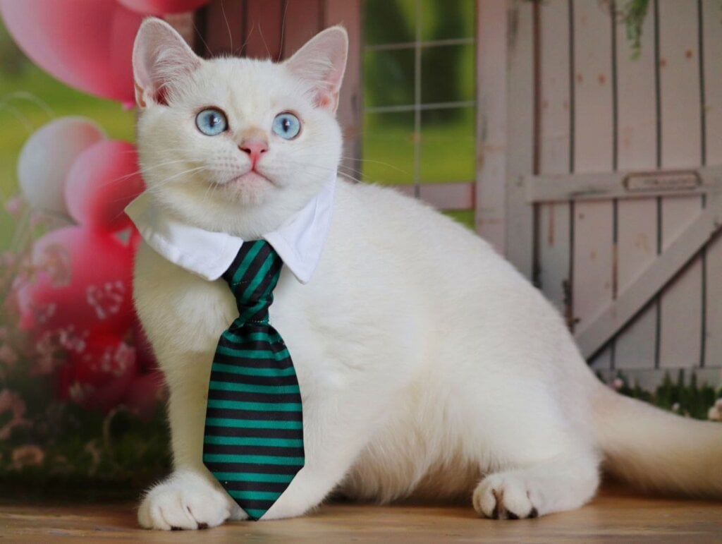 Nickolas British Shorthair Male (Available) $2650