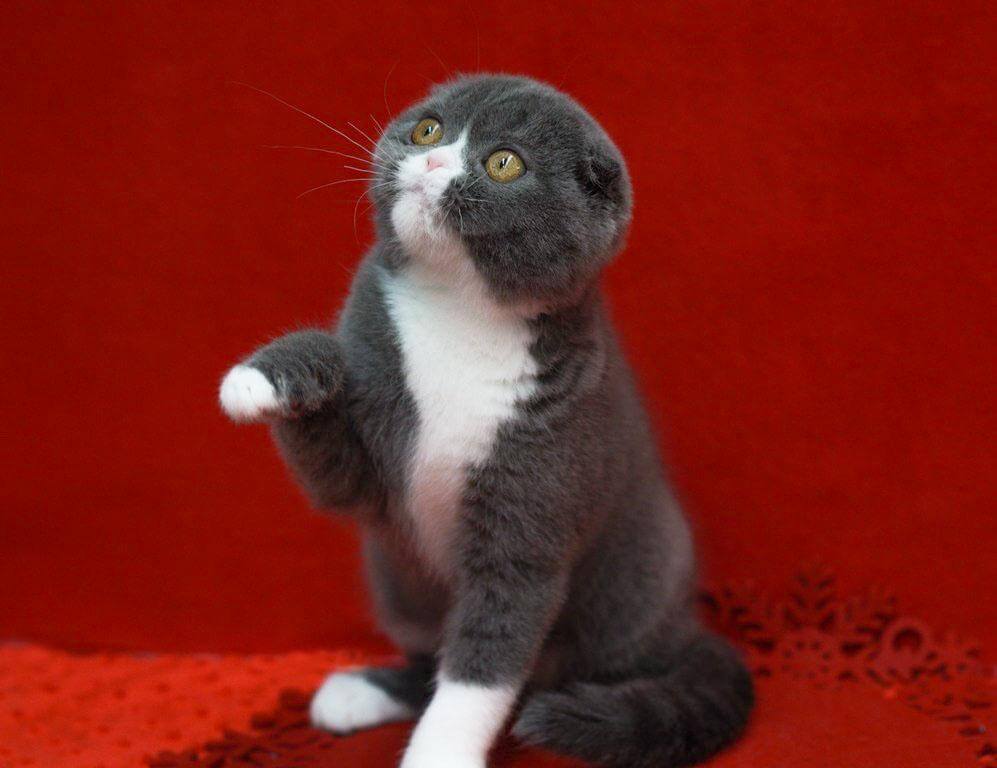 Mutu Scottish Fold Male (Available) $3000