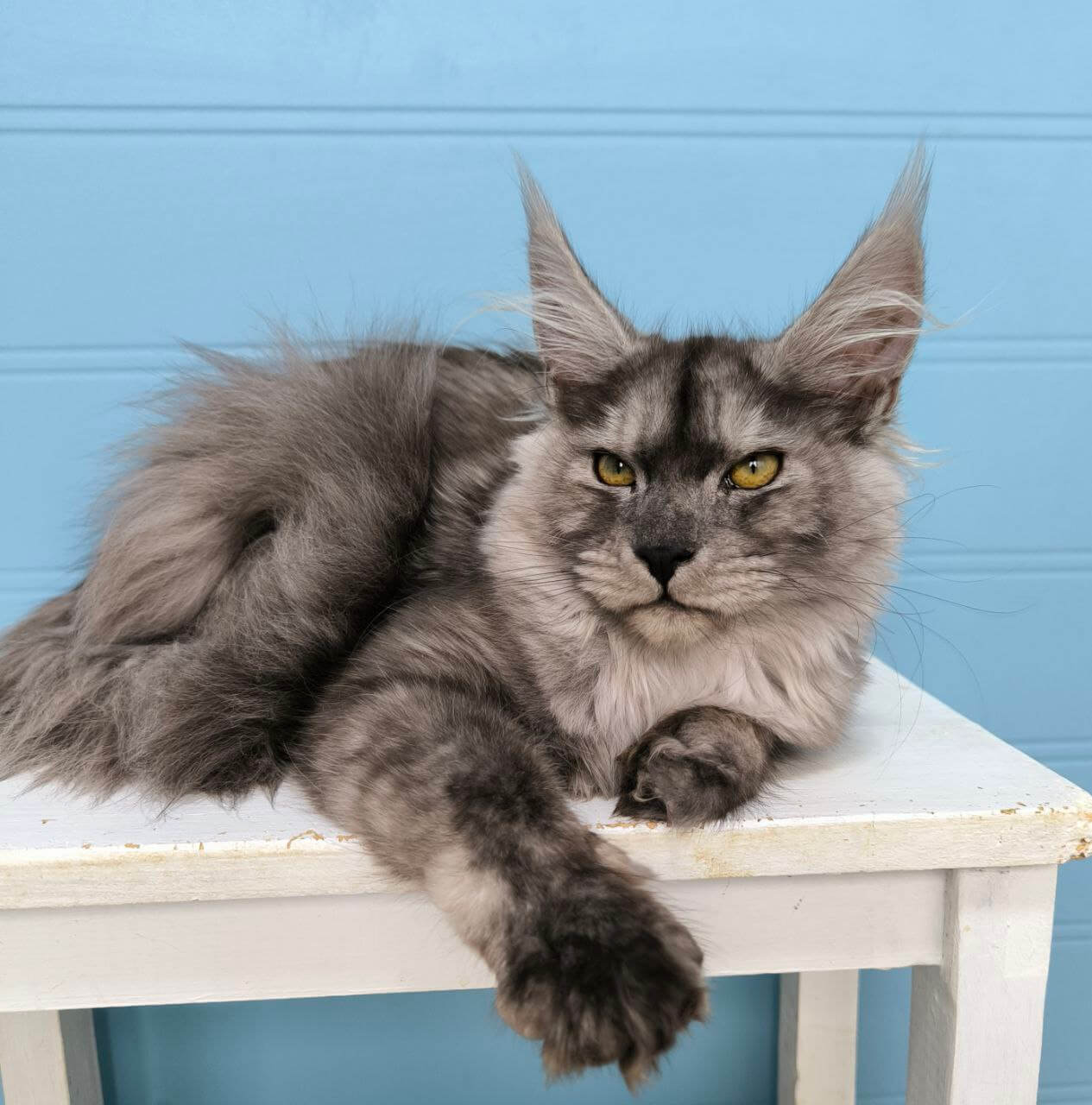 Vassilisa Maine Coon Female (Available) $3250