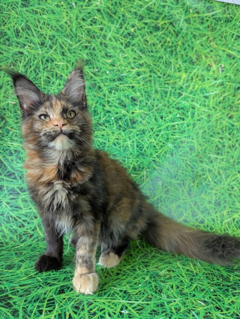 Hmara Mainr Coon Female (Available) 50 - photo 1
